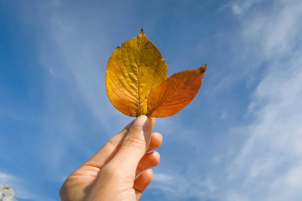 Persona Mano Sosteniendo Hoja Fondo Del Cielo Azul Otoño —  Fotos de Stock