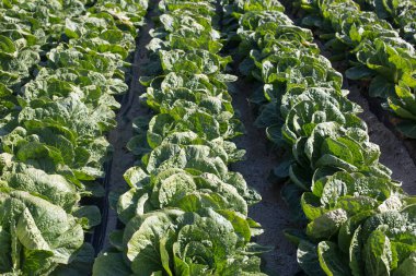 Kore yeşil sebzeleri lahana tarlası ve sonbahar hasadı