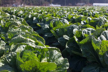 Kore yeşil sebzeleri lahana tarlası ve sonbahar hasadı