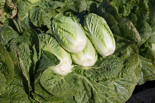 Korean Green Vegetables Cabbage Field Autumn Harvest — Stock Photo, Image