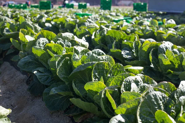 Campo Repolho Vegetais Verdes Coreanos Colheita Outono — Fotografia de Stock