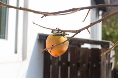 Sonbahar mevsimi dalda olgunlaşmış hurma ağaçları