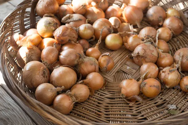 Viele Frische Gelbe Zwiebeln Korb — Stockfoto