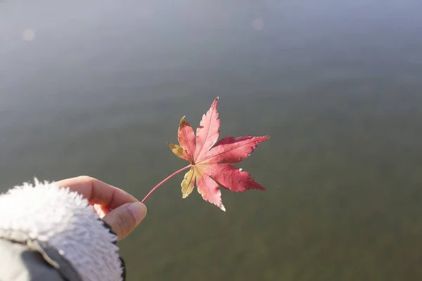 Hoja Arce Rojo Sostenida Mano Con Árboles Otoño Fondo — Foto de Stock