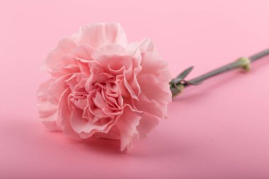 Pembe arka planda izole edilmiş pembe karanfiller.