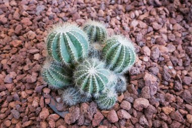 Küçük kaktüs bir botanik bahçesine ekildi.