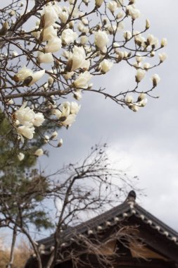Beyaz manolya Heptapeta çiçekleri çatının önünde