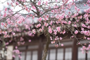 Kore geleneksel eviyle kırmızı erik çiçekleri.