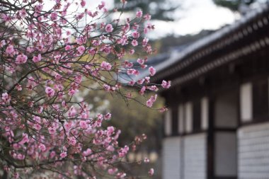 Kore geleneksel eviyle kırmızı erik çiçekleri.