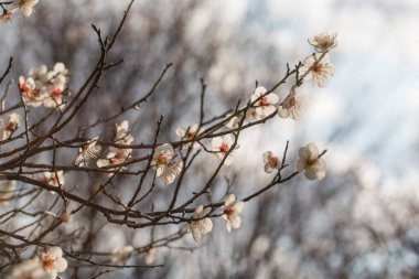 Güzel Beyaz Kiraz Çiçeği Ağaçları Çiçek Açtı