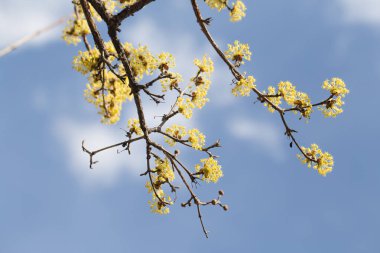 Gökyüzüne karşı sarı mısır çiçeği