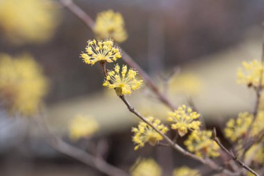 Gökyüzüne karşı sarı mısır çiçeği