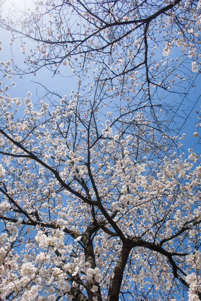 Kwiaty Wiśni Pełnym Rozkwicie Błękitne Niebo Chmury — Zdjęcie stockowe