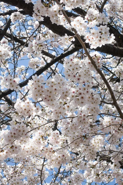 Kwiaty Wiśni Pełnym Rozkwicie Błękitne Niebo Chmury — Zdjęcie stockowe