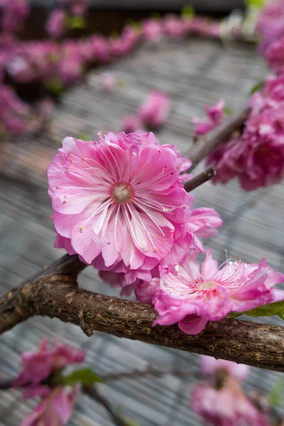 Makro Szczegóły Japońskich Różowych Kwiatów Śliwki — Zdjęcie stockowe