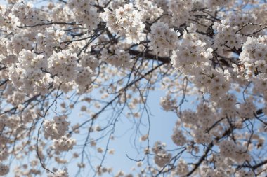 Beyaz kiraz tomurcuklanıyor. Bir Kore bahar sahnesi