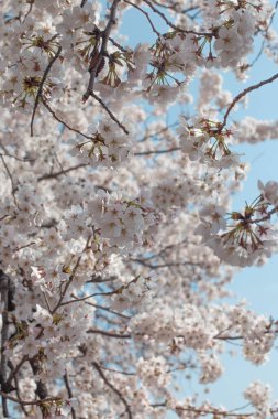 Beyaz kiraz tomurcuklanıyor. Bir Kore bahar sahnesi