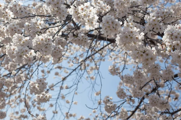 Beyaz kiraz tomurcuklanıyor. Bir Kore bahar sahnesi