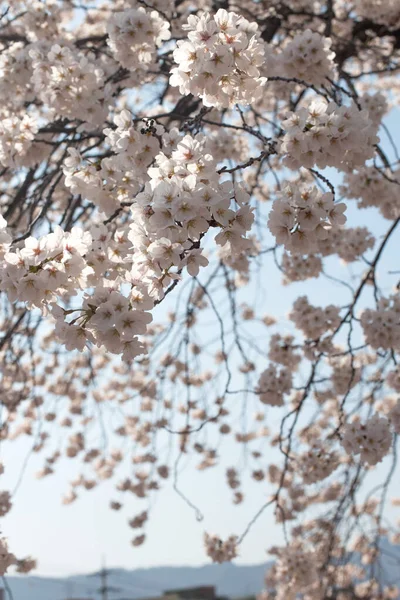 Biała Wiśnia Kwitnie Pełnym Rozkwicie Koreańska Wiosenna Scena — Zdjęcie stockowe