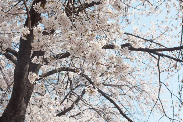 Biała Wiśnia Kwitnie Pełnym Rozkwicie Koreańska Wiosenna Scena — Zdjęcie stockowe