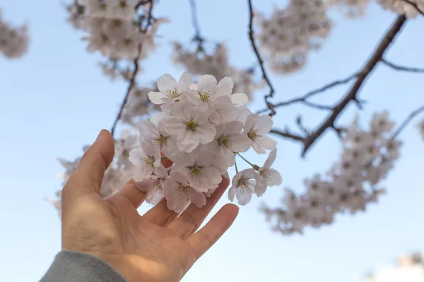 Cerisier Blanc Fleurit Pleine Floraison Une Scène Printemps Coréenne — Photo