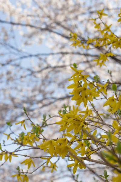 Kwitnie Wiosna Żółte Krzewy Kwiaty Forsycja Intermedia — Zdjęcie stockowe