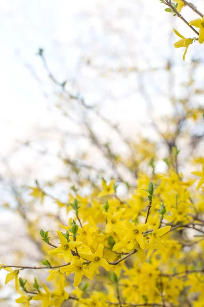 Kwitnie Wiosna Żółte Krzewy Kwiaty Forsycja Intermedia — Zdjęcie stockowe