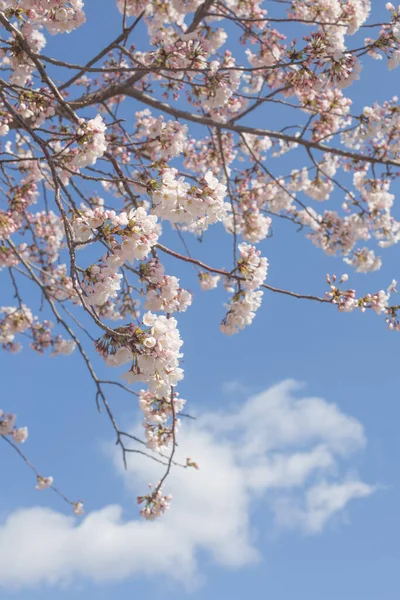 Kwitnienie Wiśni Lub Kwiaty Sakura Pod Błękitnym Niebem Wiosną — Zdjęcie stockowe