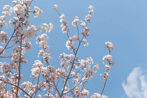 Kwitnienie Wiśni Lub Kwiaty Sakura Pod Błękitnym Niebem Wiosną — Zdjęcie stockowe