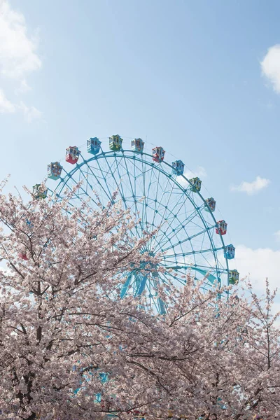 배경에 벚꽃이 페리스 — 스톡 사진