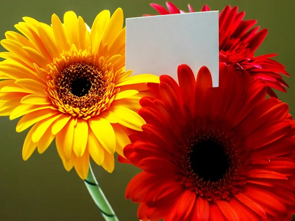 özel metni boş bir kart ile renkli Gerbera'lardan oluşan