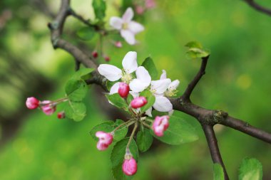 Bahar çiçek pembe çiçeği ile