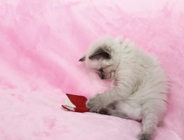 Gatinho leitura livro sobre fundo rosa — Fotografia de Stock