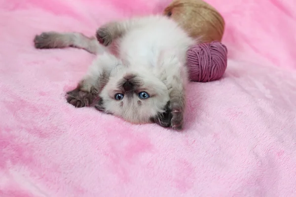 Gatito acostado en espalda con madejas —  Fotos de Stock
