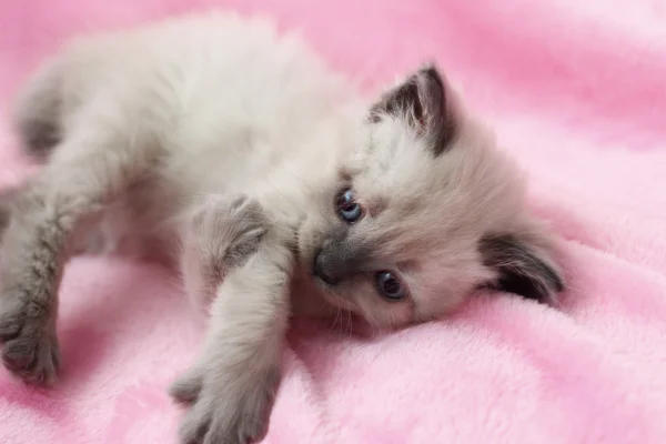 Gatinho deitado no fundo rosa — Fotografia de Stock