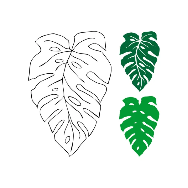 Trópusi levelek - filodendron. — Stock Vector