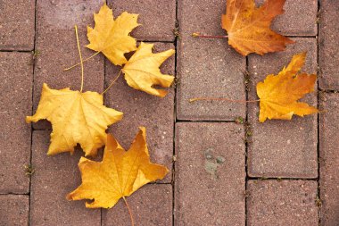 Düşen sarı akçaağaç, sonbaharı kaldırımda Park 'ta bırakır.