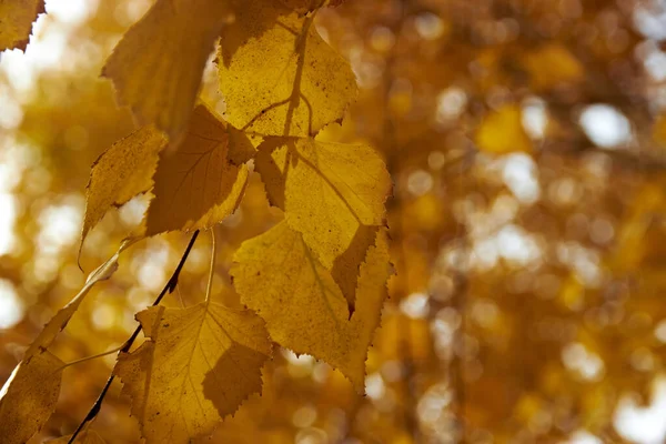 Gele berk bladeren herfst in Park in tegenzonlicht — Stockfoto