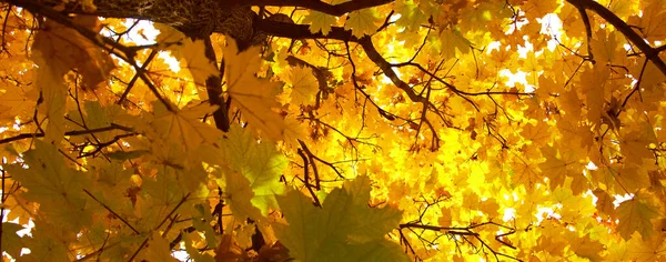 Achtergrond van gele esdoorn bladeren in de herfst Park — Stockfoto