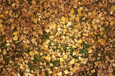 Düşen sarı huş ağacı Park 'ta sonbahar güneşli gününü terk eder.