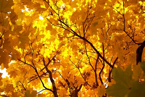 Arces amarillos con hojas en el parque de otoño. — Foto de Stock