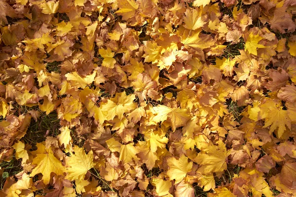 Fondo de hojas de arce amarillo caído en el suelo — Foto de Stock