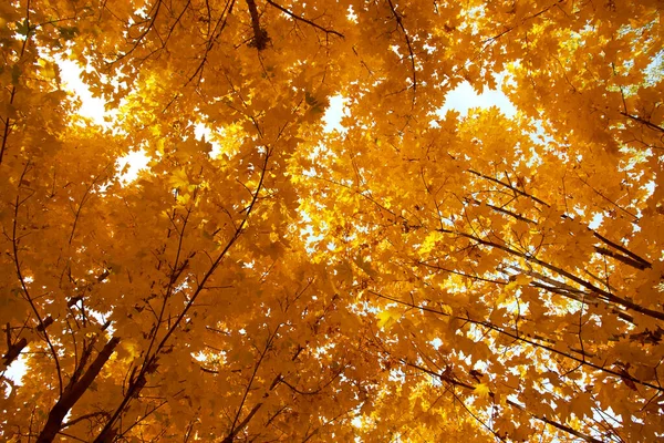 Wazig herfst esdoorn bomen met gele bladeren in het park — Stockfoto