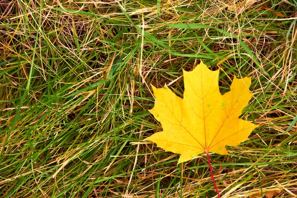 Herfst gevallen gele esdoorn blad op het groene gras — Stockfoto