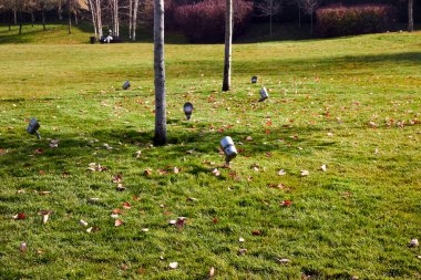 Bahçedeki parktaki ağaçları aydınlatmak için lambalar.