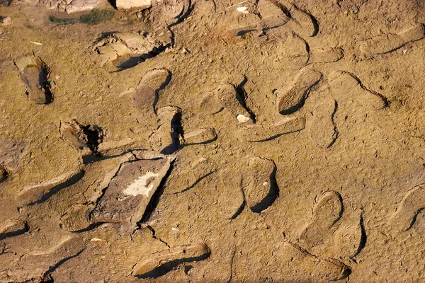 Veel voetafdrukken op het oppervlak van de moerassige grond — Stockfoto