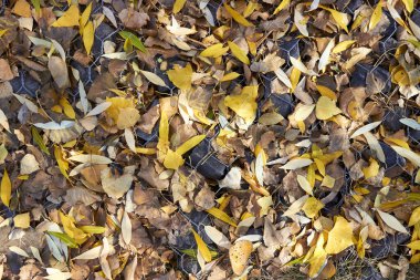 Sarı düşen sonbahar söğüt yaprakları Park 'ta