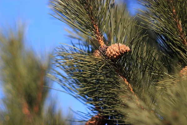Blurred evergreen pine branch with a cone closup — Stock Photo, Image