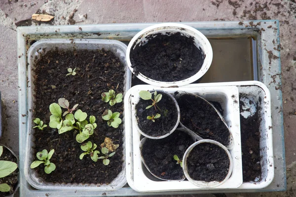 Early Seedlings Peat Pots Agricultural Seeding High Quality Photo — Stock Photo, Image