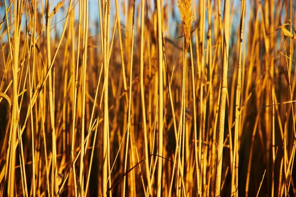 Фон сухих стеблей тростника на закате — стоковое фото